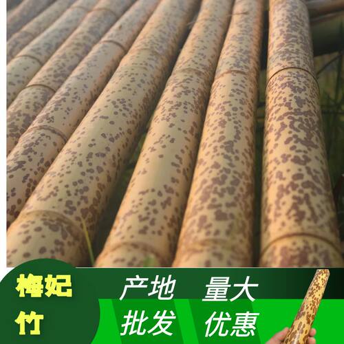 高档梅妃竹折扇茶则料