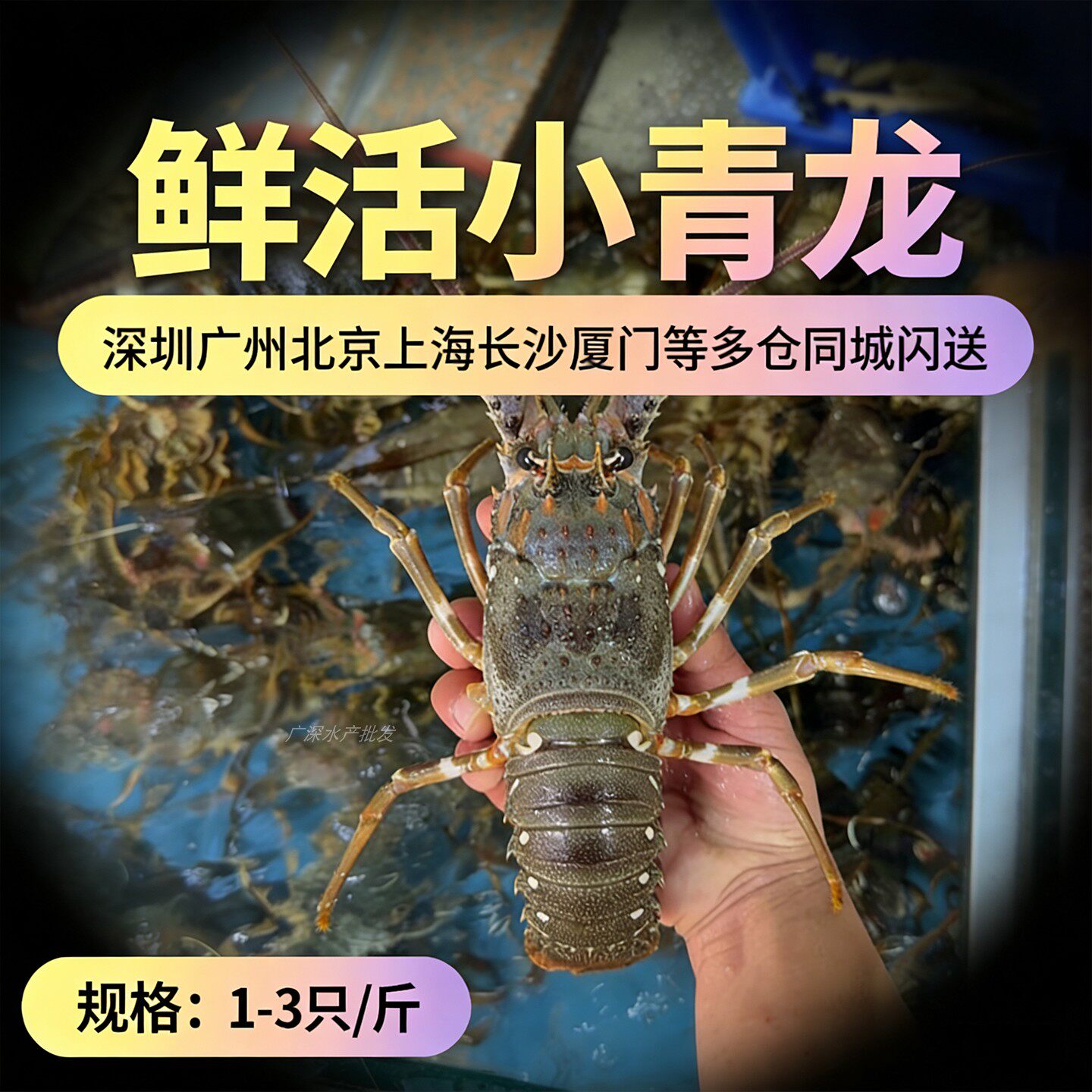 鲜活小青龙虾海鲜水产特超大花龙锦绣龙虾200g-500g每只送礼