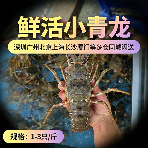 鲜活特大青龙虾200g-500g/只