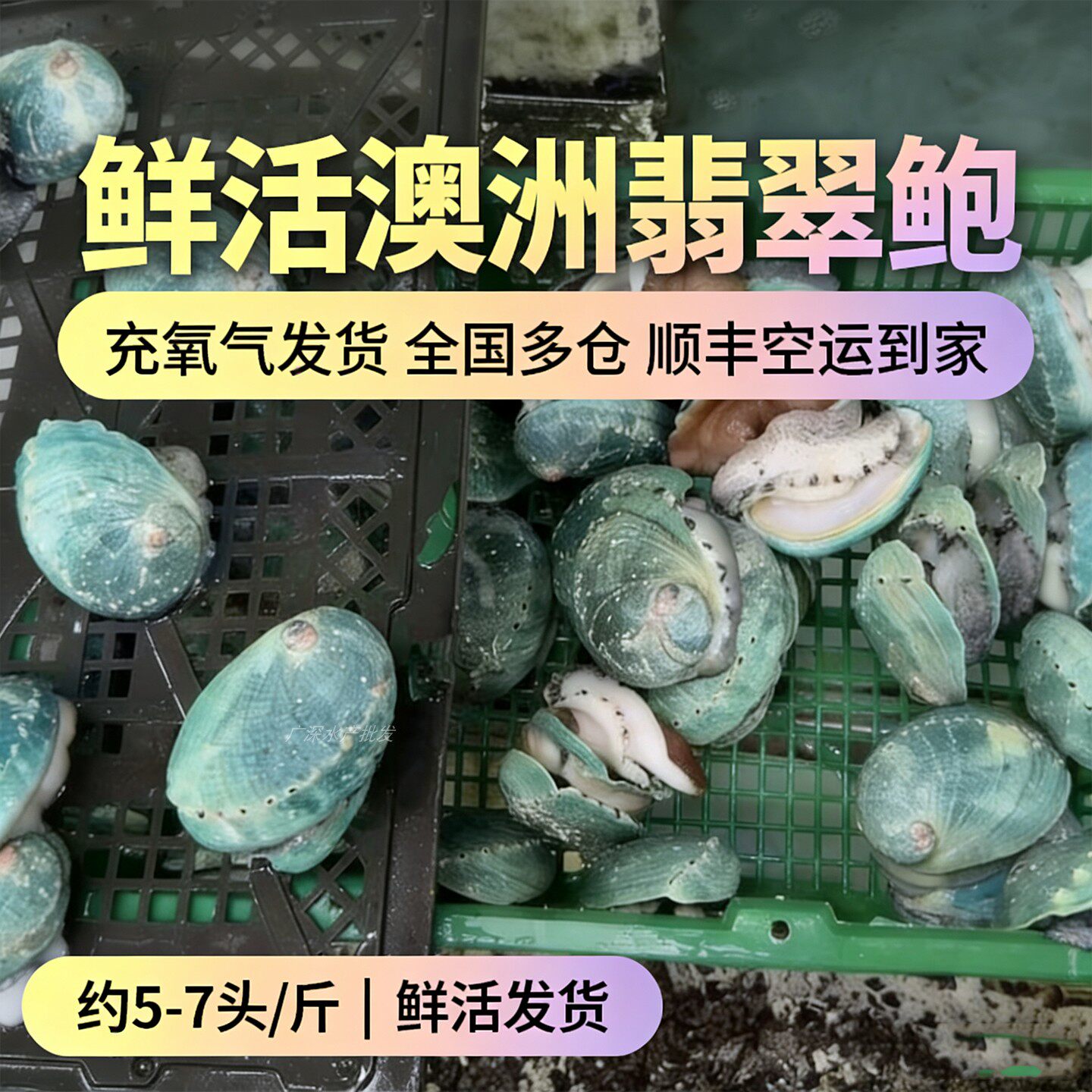 鲜活翡翠鲍鱼澳洲鲜活绿壳刺身大鲍鱼5-8头/斤顺丰空运同城闪送