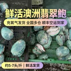 鲜活翡翠鲍鱼澳洲鲜活绿壳刺身大鲍鱼5-8头/斤顺丰空运同城闪送