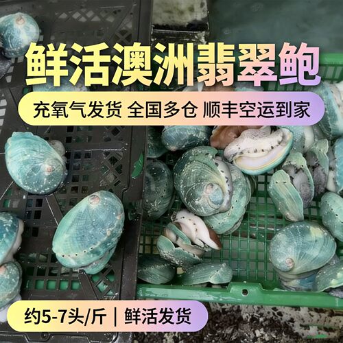 鲜活翡翠鲍鱼澳洲鲜活绿壳刺身大鲍鱼5-8头/斤顺丰空运同城闪送