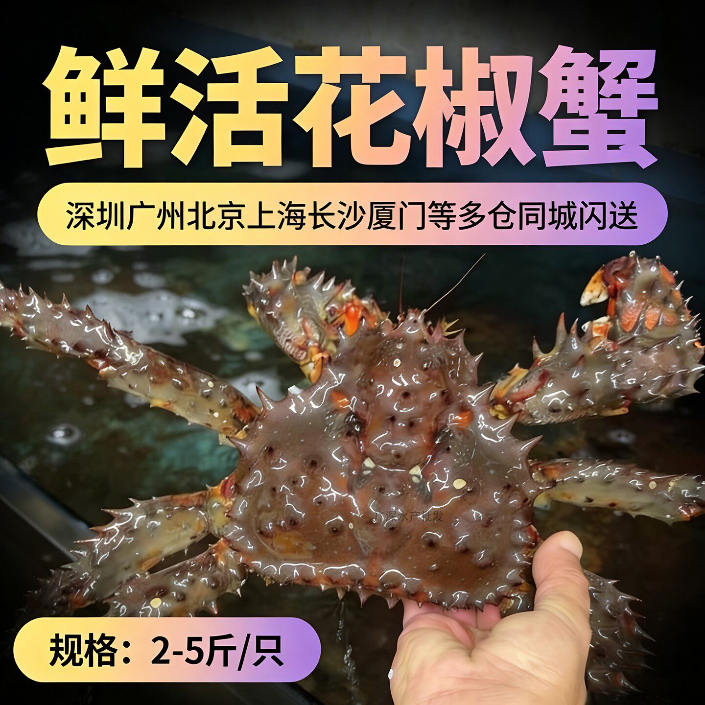 鲜活花椒蟹俄罗斯长脚帝王蜘蛛皇帝蟹珍宝面包蟹特超大螃蟹2-5斤