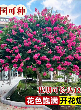 紫薇花树苗盆栽带花四季花卉植物阳台庭院耐热绿植百日红老桩盆景