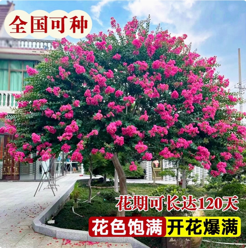 紫薇花树苗盆栽带花四季花卉植物阳台庭院耐热绿植百日红老桩盆景
