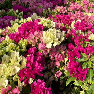 三角梅一物一拍（途中可能少许掉花掉叶属正常现象建议慎拍）