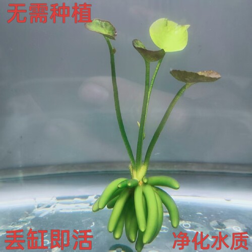 香蕉草水草鱼缸专用植物净化水质造景增氧免打理新手懒人养鱼绿植