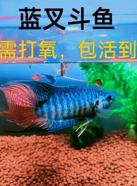 中国蓝色叉尾斗鱼无需打氧淡水