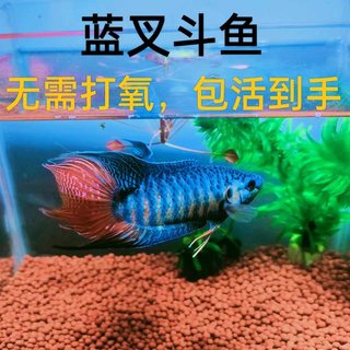 中国斗鱼蓝叉普叉人工改良蓝色小型淡水鱼活体观赏鱼冷水叉尾斗鱼