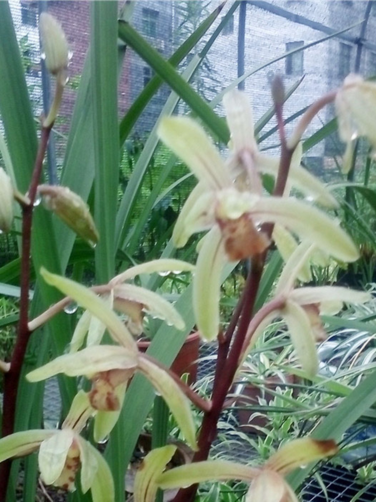 产地浙江的建兰大青 四季兰浙江兰花适合新手养兰 易发苗不带花苞