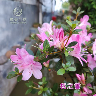 上新 桃之香6年苗 鹃之舞 皋月杜鹃浙江花圃露养 过花期不带花苞