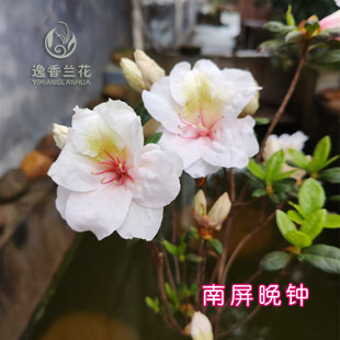 3月上新 南屏晚钟 杜鹃花 春鹃珍贵品种 3-4月花期 过花期 不带花
