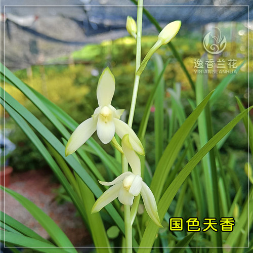 新品 建兰青山玉泉 国色天香浙江兰园种植多年 7月带花苞发货