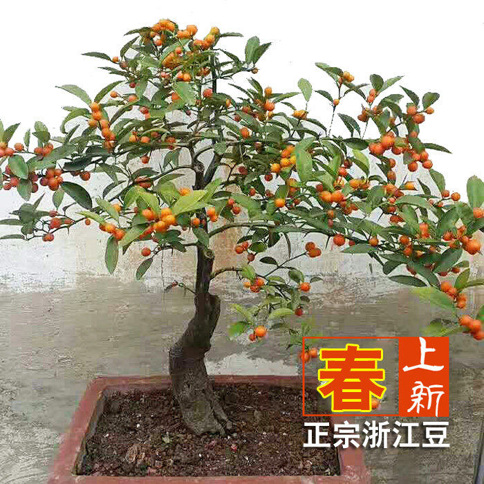 上新 金豆盆景熟桩树桩山桔盆景 金豆小品 新品绿植 带原土球发货