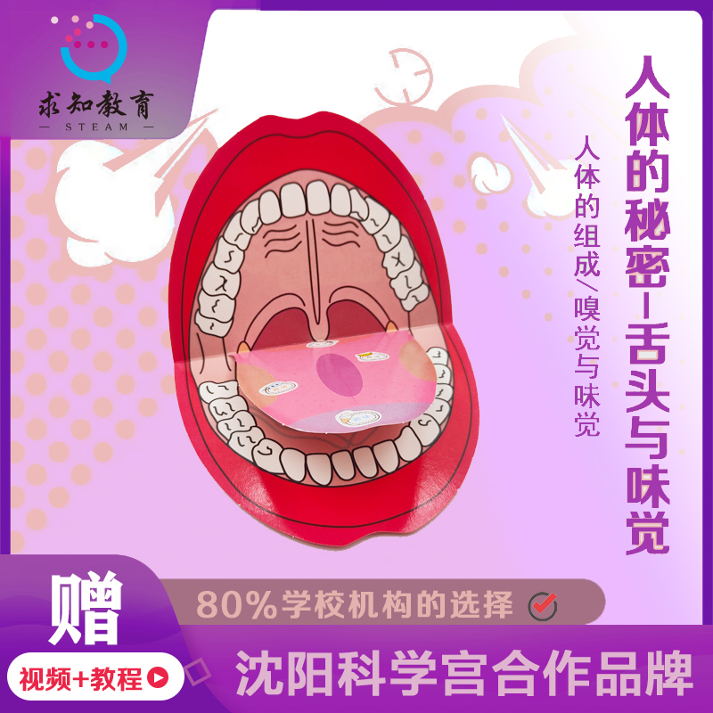 菲菲的实验人体的秘密舌头与味觉