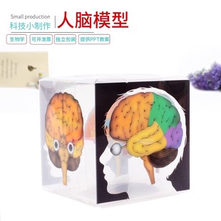 小学生手工diy人脑模型科学实验 科技小制作发明人体大脑玩具材料