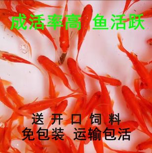 特价 龙鱼活体饲料鱼观赏可捞可钓鱼好养易活鱼练手冷水淡水红草鱼