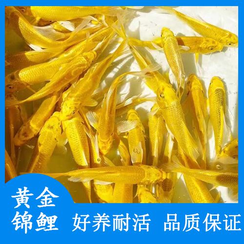 黄金锦鲤淡水龙凤观赏鱼红草花草