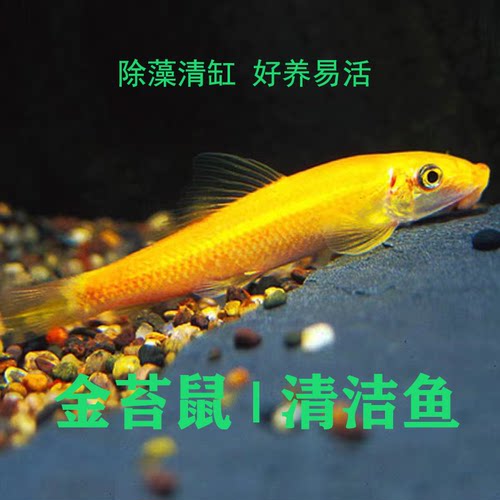 热带鱼金苔鼠黑清道夫淡水清洁鱼