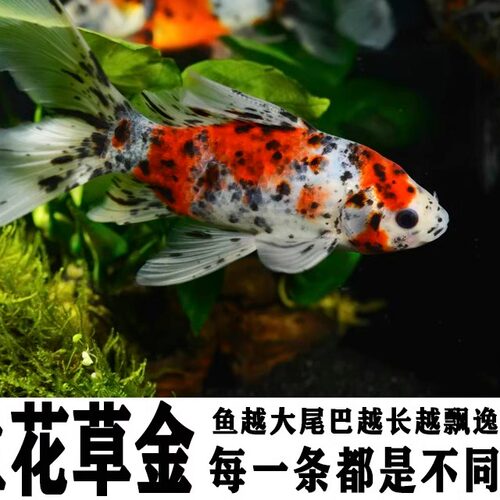 花草金好养耐活冷水淡水鱼