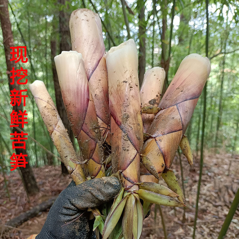 苦笋带壳发货新鲜苦竹笋现挖手剥笋应季野生竹笋蔬菜春笋5斤包邮