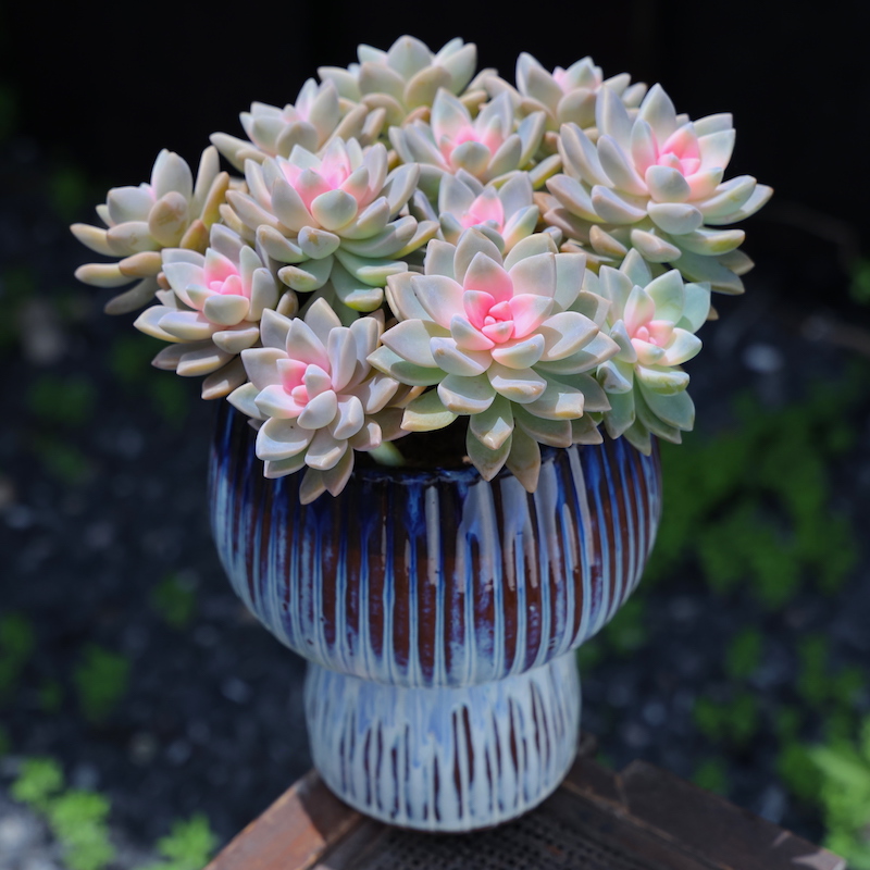 多肉植物盆栽新款创意粉紫雾绿植