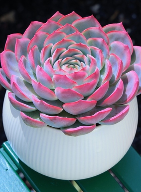 法兰西玫瑰多肉植物侧影粉红色室内阳台小盆栽瓷盆塑料盆大颗好养