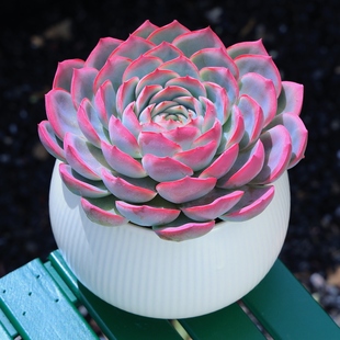 法兰西玫瑰多肉植物侧影粉红色室内阳台小盆栽瓷盆塑料盆大颗好养