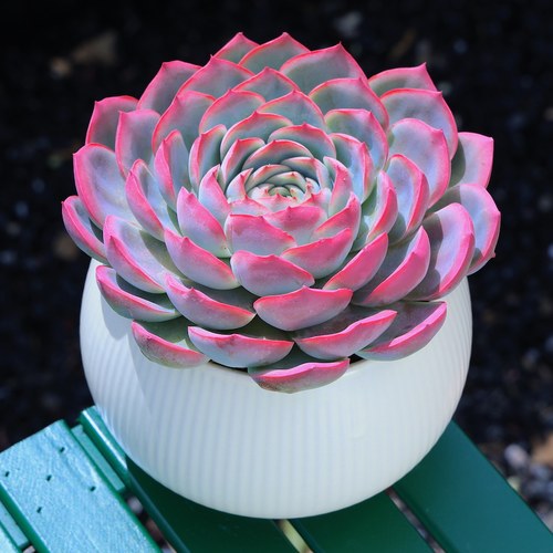 法兰西玫瑰多肉植物侧影粉红色室内阳台小盆栽瓷盆塑料盆大颗好养