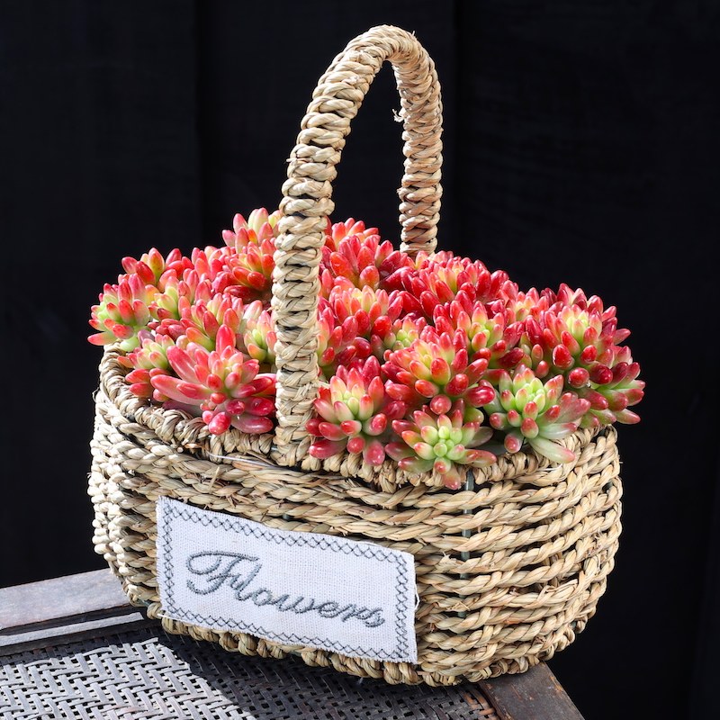 虹之玉锦 多肉植物 转运珠肉肉植物含盆土室内绿植花卉新手好养