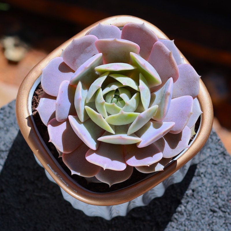 露娜莲多肉植物粉蝶盆栽云南直发肉肉植物新款室内花卉绿植盆栽