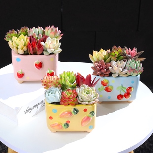 多肉植物组合书房办公趣味水果肉肉云南种好发货新手套餐简单好养