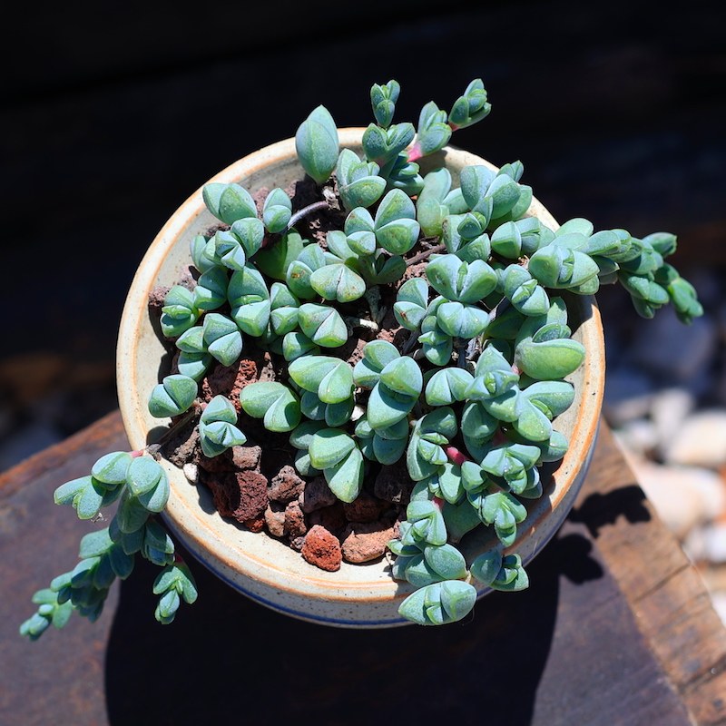 碧玉莲多肉植物像盆栽含盆带土图片