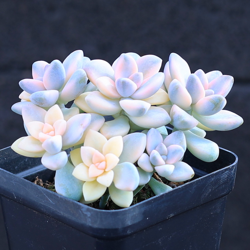 美杏锦云南多头植物趣味净化空气