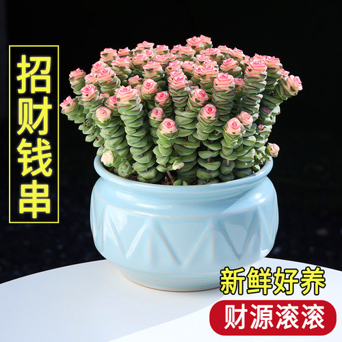 云南办公室多肉植物钱串