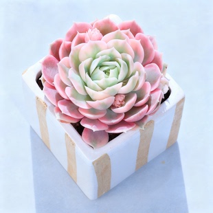 昂丝诺锦多肉植物罕见花卉室内盆栽小盆栽小花卉稀奇古怪的肉植物