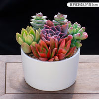 New succulent plant combination potted plant, succulent green plant package with potting soil, indoor flowers, office air purification thumbnail 6