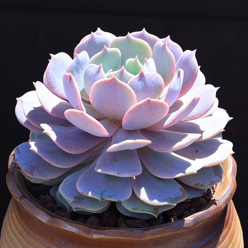 绿植露娜莲稀有品种美观多肉植物