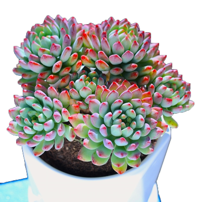 如美家窗台阳台蓝精灵蓝苹果多头