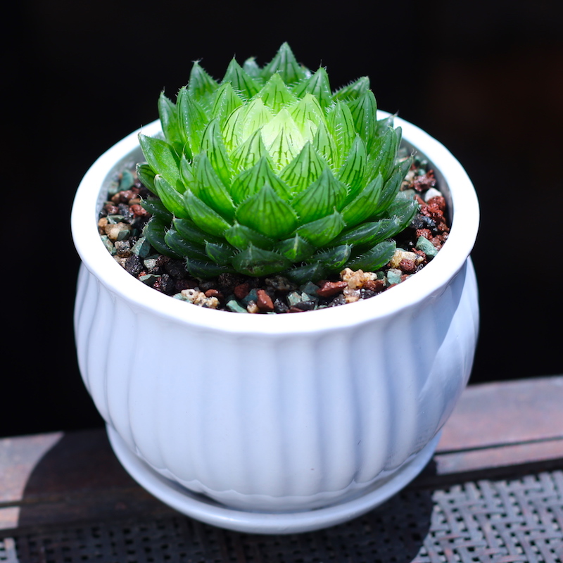 办公桌室内净化空气带盆栽好