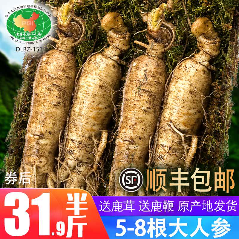 【大参半斤】人参长白山人参鲜人参新鲜人参包邮泡酒野生山参鲜参