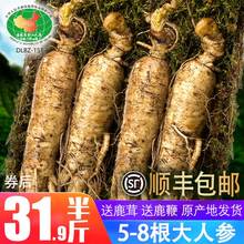 【坏参包赔】人参长白山人参鲜人参新鲜人参包邮泡酒野生山参鲜参