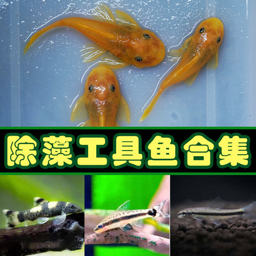 黄金胡子鱼大帆鱼热带观赏鱼小型清道夫擦缸除藻工具鱼淡水宠物鱼