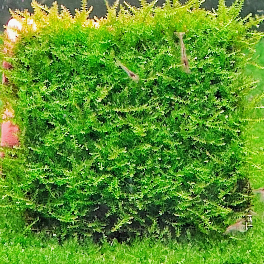 鱼缸活体水草迷你莫斯火焰三角松茸美凤珊瑚垂泪网片定植满件包邮