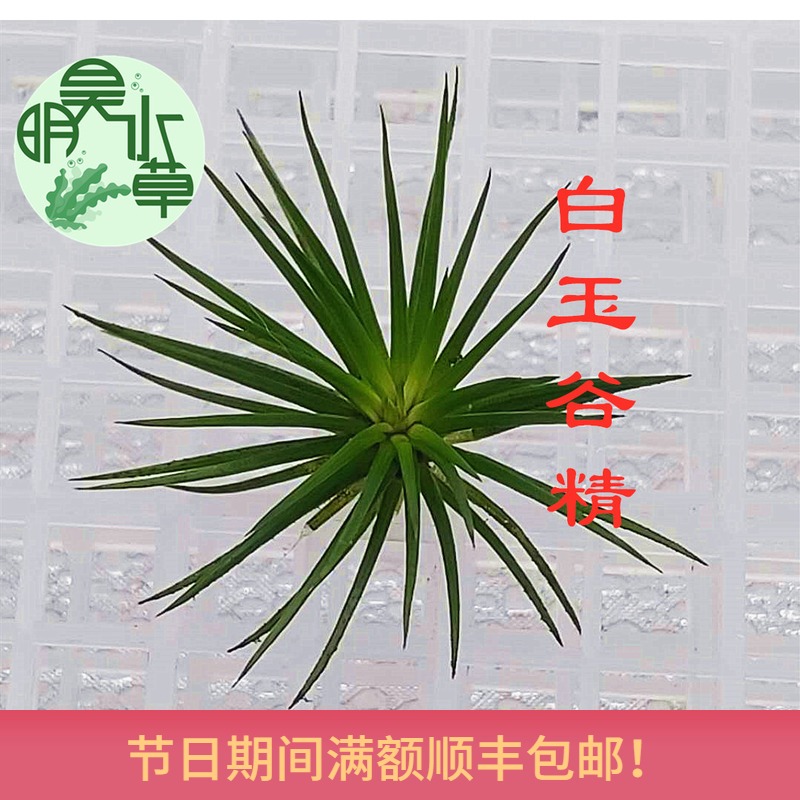 中前景水草多少钱 中前景水草优惠券免费领取 有条鱼