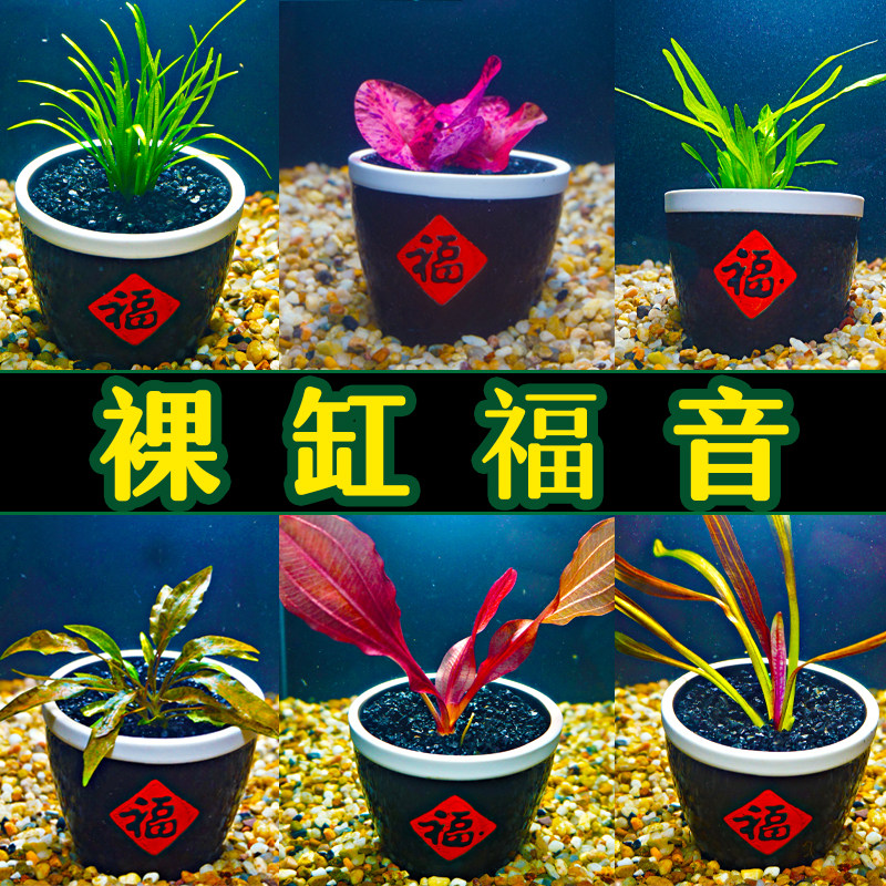 粗陶福字盆水草细叶绿九冠 水兰火列鸟稀有椒咖啡 溪流和裸缸福音