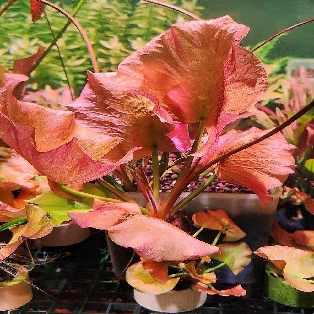 睡莲鱼缸装饰造景明昊水族