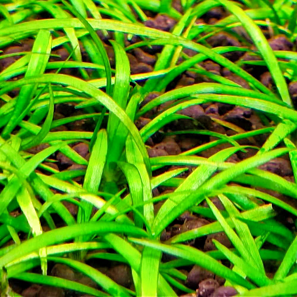 鱼缸水族造景前景草经典宽针叶皇冠水草迷你小水兰活体淡水水下叶