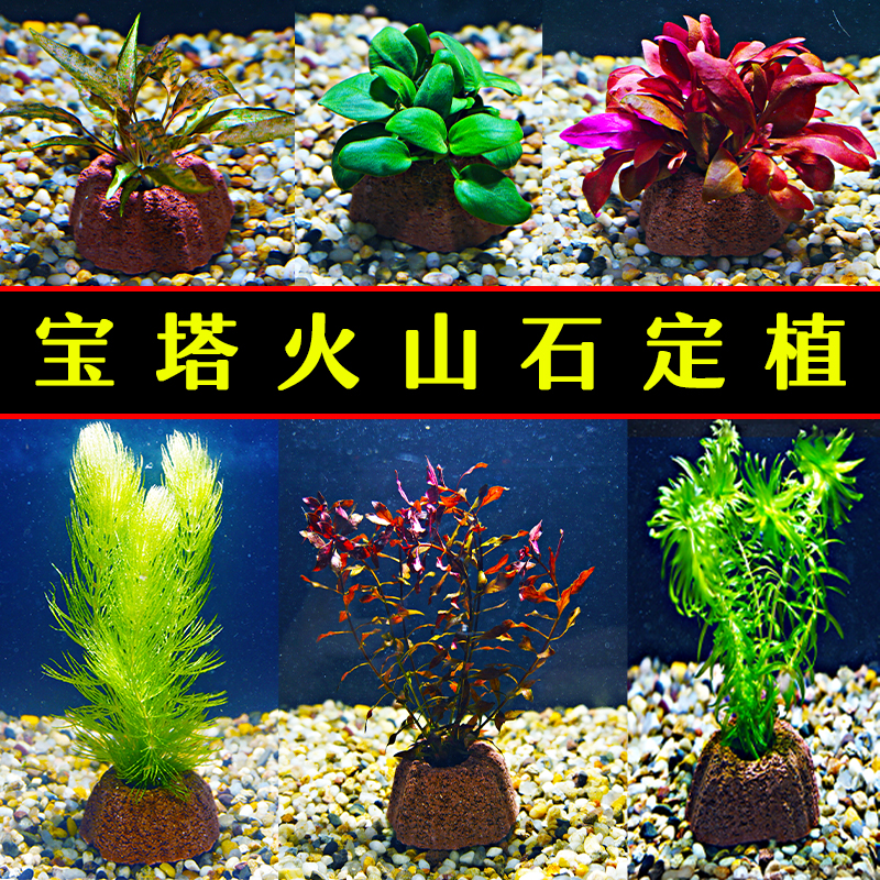 水草植物鱼缸水草造景活净水真草宝塔火山石懒人水草增氧好养活