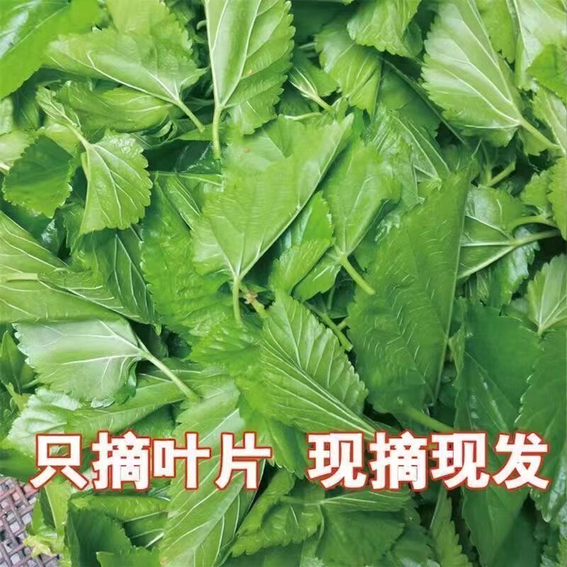 现摘蚕宝宝吃的新鲜桑叶喂蚕养蚕蚕卵和桑叶健康鲜嫩桑叶小蚕饲料图片